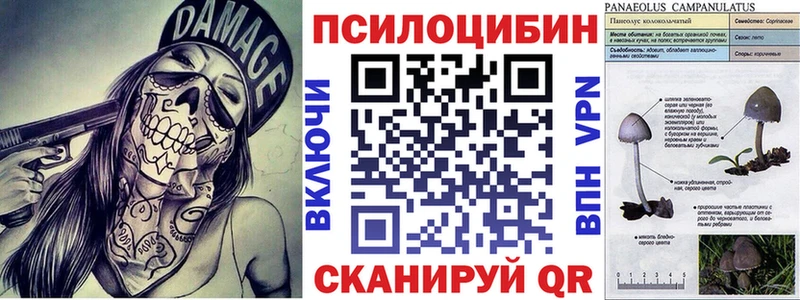 Купить закладки  Орлов  Псилоцибиновые грибы Psilocybe 